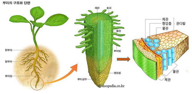 식물 뿌리에 관해 : 네이버 블로그