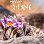 [평창군] 동강 할미꽃, 백룡동굴 문희마을
