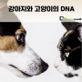 강아지 고양이의 DNA, 반려인이 꼭 알아야 할 사실들