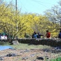 이천 산수유 마을의 봄