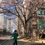 벚꽃이 피는 계절 봄. 아들과 함께 집앞 산책