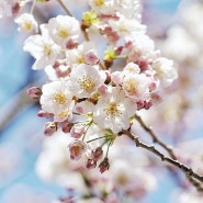 봄에 피는 꽃나무 소식