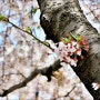 봄을 알리는 벚꽃 구경 가야해? 말아야해?