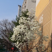 봄꽃들의 향연