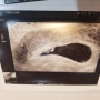 [임신6주차] 아기와 아기심장소리확인!