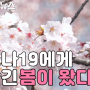[영상] 올해는 봄 꽃 축제 가지마세요