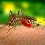 중국 바이러스에 이어 일본뇌염 주의보까지.. 면역력 저하 성인들도 일본뇌염 예방접종해야, 모기 퇴치 방법 4가지
