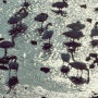철새 관찰하기 부산 낙동강 하구 에코센터 겨울 풍경