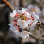 진해벚꽃 ▶ 안민고개만날재