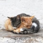 고양이 뉴스 / 고양이의 봄, '길 위의 육아'