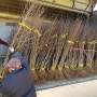 새암수목원 멋진 후브락스 자홍 시나노골드 사과나무묘목 출하합니다