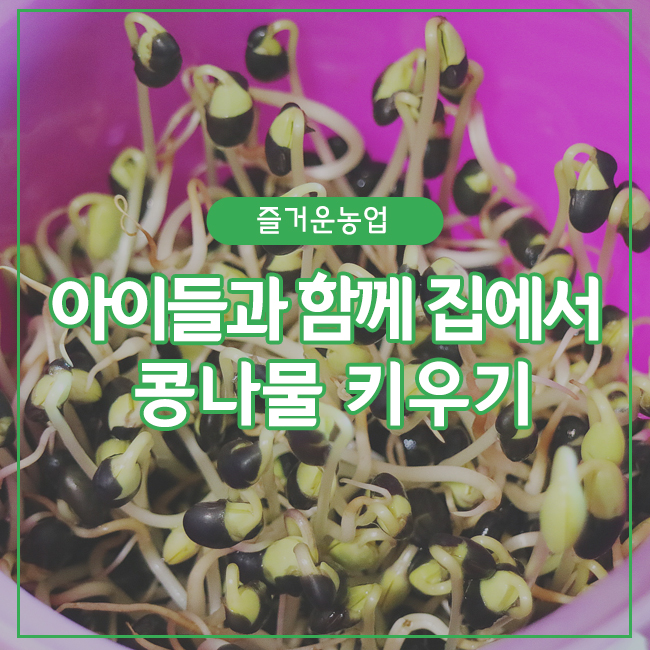 아이들과 함께 집에서 콩나물 키우기 : 네이버 블로그