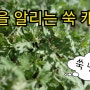 쑥캐기 쑥보관방법 / 쑥냉동보관법 봄철입맛살리기 쑥된장국