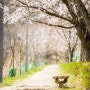 [대전 출사 기록] 대전 벚꽃/개나리 명소, 탄동천 숲향기길