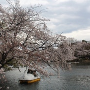 흐린 봄날의 이노카시라공원의 벚꽃