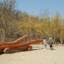 상암 유아숲 체험장-산수유군락지