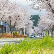 [대구벚꽃나들이]금호지구벚꽃/한강근린공원/대구벚꽃드라이브/칠곡벚꽃/