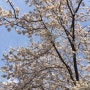 2020 벚꽃사진 (코로나 봄나들이 바이...)
