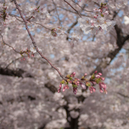 부산 벚꽃 명소는 바로 여기