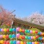 서울 봄꽃 : 봉은사 - 벚꽃 출사 조용하게 걷다오기 좋은 주말나들이 명소
