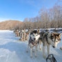 몽골 여행 EP.5 처음 타보는 개썰매