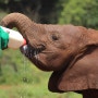 [아프리카여행 52일차]케냐 나이로비 코끼리 고아원(David sheldrick wildlife trust)방문하기 feat.도토잠보