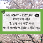 [배경화면 공유] '봄 감성 가득 벚꽃' 사진 아이폰 배경화면 (1080 x 1920) 모음