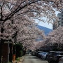 2020년 3월 벚꽃 기록용 ( 부산 온천천과 한양아파트)