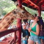 [아프리카여행 52일차]케냐 나이로비 기린과 뽀뽀를? 기린센터(Giraffe Centre) 방문기