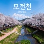문경 벚꽃 명소 개화 현황 (2020.3.30)