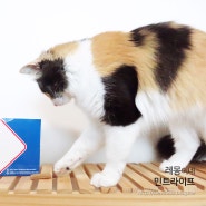 [고양이간식] 치석제거를 도와주는 '묘가탄' 후기
