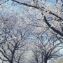 전북 남원 벚꽃 아름다운 길 요천변 사진으로 감상하자.