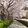 여수 벚꽃 명소는 어디? 올해도 중앙여고 벚꽃길 산책했어요.