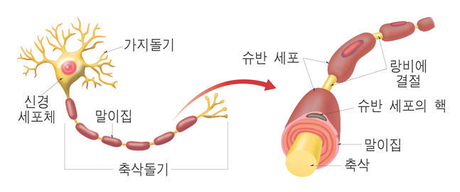 [2015 개정교육과정 생명과학1] 3단원 1. 뉴런의 구조와 기능 : 네이버 블로그