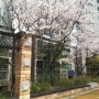 벚꽃 만개한 봄을 느끼며~~^^