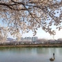 경북 상주에서 벚꽃 나들이하기 좋은 곳 북천교 강변