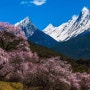 2020년 티벳/티베트의 강남 린즈지역 복숭아 꽃 축제