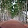 가을의 와이너리 80 - Vasse Felix, Margaret River,WA,호주