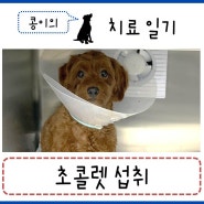 분당24시동물의료센터 24시동물병원 - 강아지 초콜렛 섭취