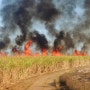 브라질에선 왜 사탕수수밭을 불태울까?
