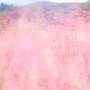 국내 가을 여행 [평강랜드] 포천 핑크뮬리 천국