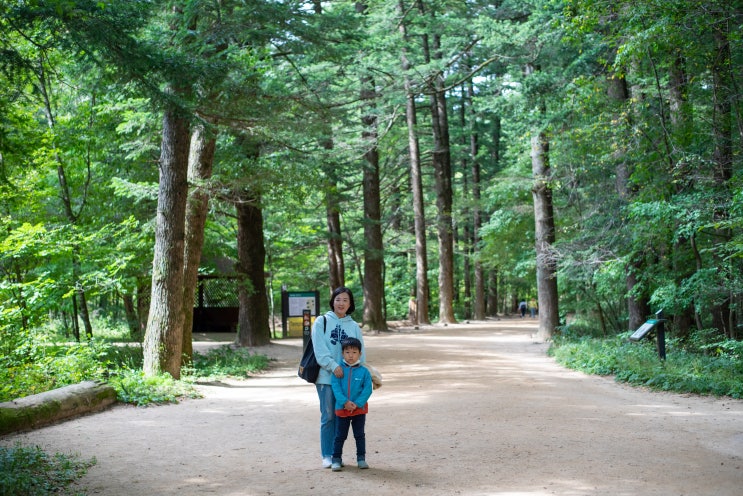 평창 오대산 월정사 전나무숲 아이와 걸어보기 좋은 길
