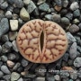 C283 / Lithops bromfieldii v. mennellii 씨앗구매