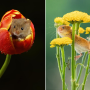 한반도에 서식하는 귀여운 생명체, '멧밭쥐(harvest mouse)'
