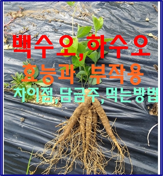 백수오,하수오 효능과 부작용,차이점,담금주,먹는방법 : 네이버 블로그