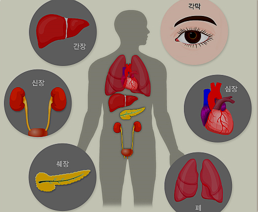 뇌사자 장기기증, 제공 가능한 장기의 종류, 기증 절차 : 네이버 블로그