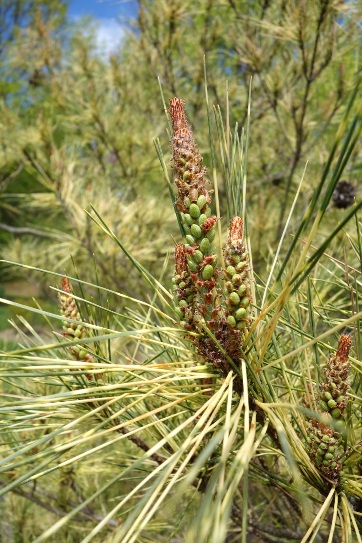 [12/14] 소나무 [솔, 松, pine; Pinus densiflora] : 네이버 블로그