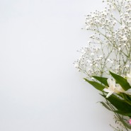 안개꽃 키우기 물주기 색상별의미, 전국대전 당일꽃배달 꽃집