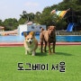 도그베이 서울, 애견수영장, 애견동반워터파크