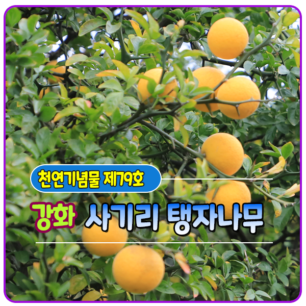 [천연기념물 제79호] 강화 사기리 탱자나무 : 네이버 블로그